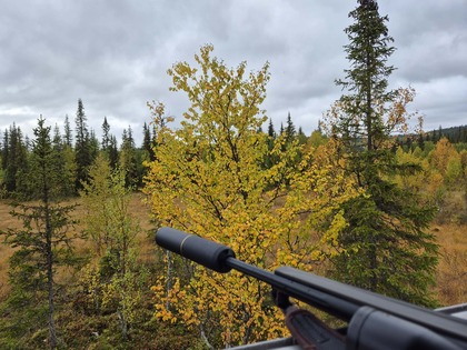 Utsikt över höstskog med gevärspipa i förgrunden under molnig himmel.