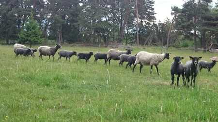 En flock får, både svarta och vita, betar på en grön äng med träd i bakgrunden.