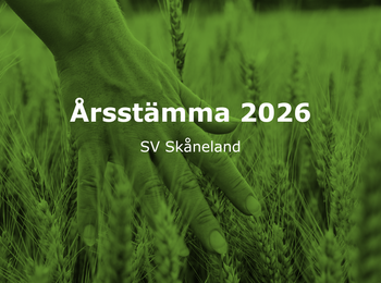 En hand rör vid vete i ett fält med grön ton och texten 'Årsstämma 2026 SV Skåneland'.