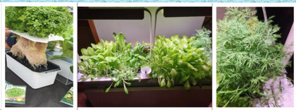 Tre bilder visar olika hydroponiska odlingssystem med frodiga gröna örter och sallad.