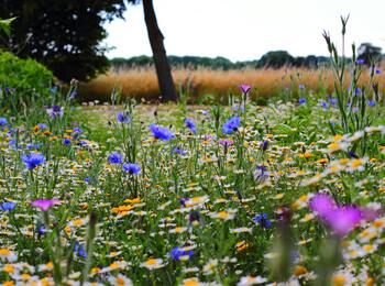 En blomsteräng med färgglada vilda blommor i blått, vitt och gult, med träd och fält i bakgrunden.