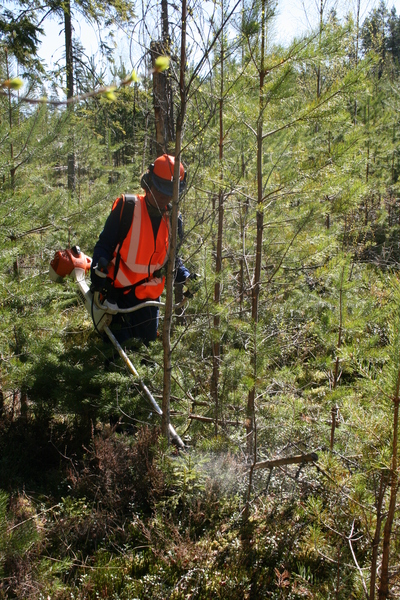 Person med orange skyddsväst och hjälm arbetar med röjsåg i ung skog.