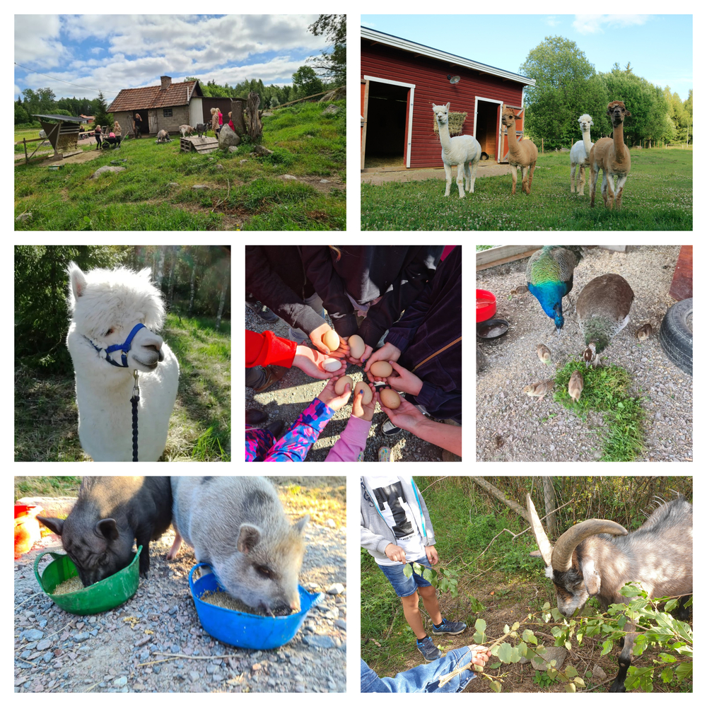Collage med bilder från en bondgård, djur som alpackor, grisar, getter, påfågel och barn som håller ägg.