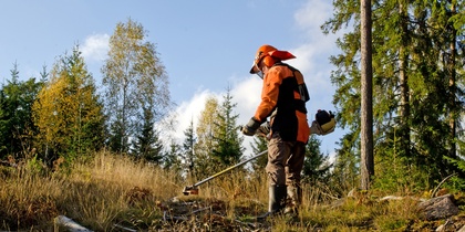 En person i skyddskläder arbetar med en röjsåg i en solig skogsmiljö.