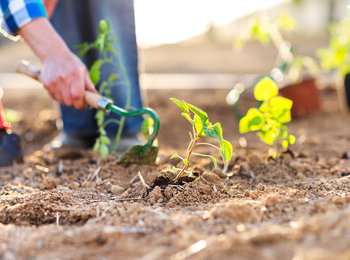 En person planterar små plantor i jord med en liten trädgårdsspade utomhus.