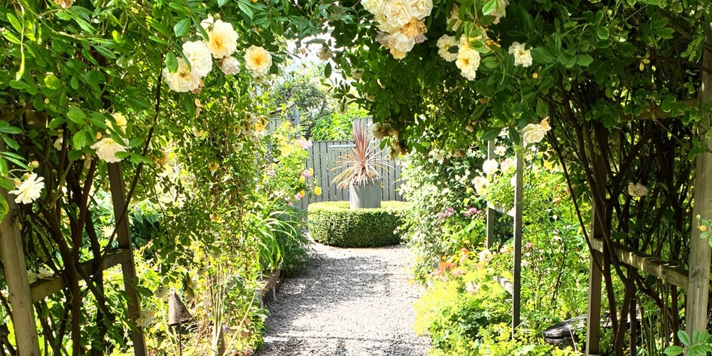 En grusgång i en lummig trädgård med blommande rosbåge och en grön parkbänk till vänster.