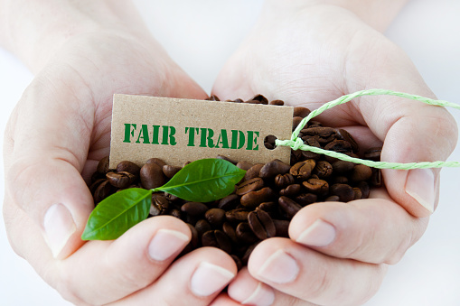 Två kupade händer håller kaffebönor, gröna blad och en etikett med texten 'Fair Trade'.