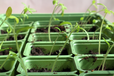 Närbild på små plantor som växer i gröna plastkrukor med jord.
