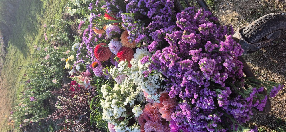 En skottkärra fylld med färgglada blommor, bland annat lila, vita och rosa, står på en gräsig trädgård.