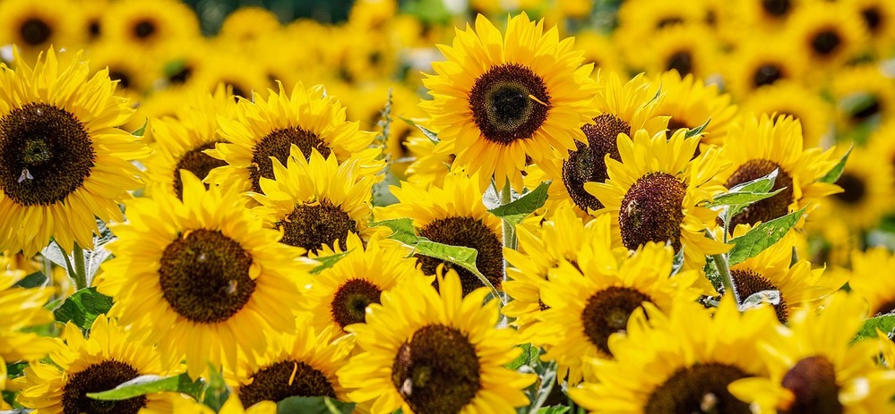 En närbild av ett fält fullt av blommande solrosor med gula kronblad och mörka mittpartier.