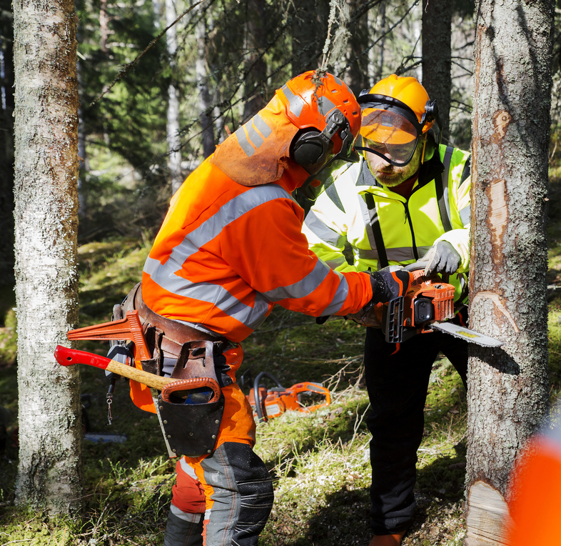 Två personer i skyddskläder arbetar med motorsåg för att fälla ett träd i en skog.