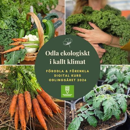 Kollage med ekologiska grönsaker, odling och text om digital kurs i odling i kallt klimat.