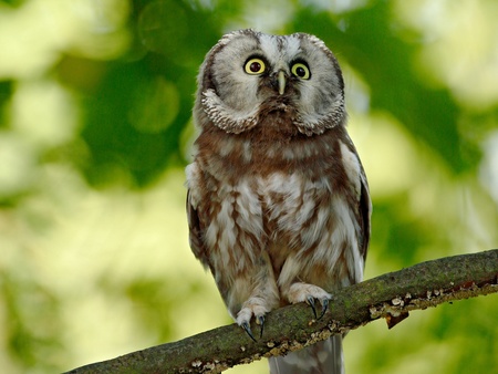 En uggla sitter på en gren med gröna, suddiga löv i bakgrunden.