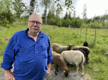 En person i blå skjorta står utomhus vid en flock får på en grön äng med träd i bakgrunden.