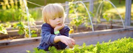 Litet barn plockar grönsaker i en grönskande trädgårdsodling under soligt väder.