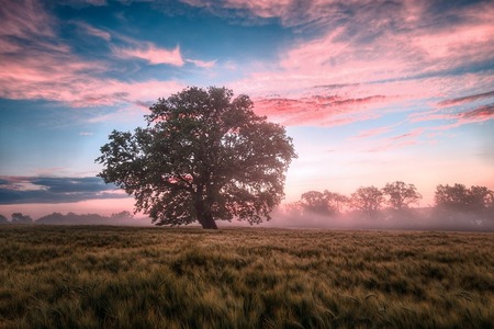 Ett ensamt träd står på ett fält i gryningen med rosa och blå moln på himlen.