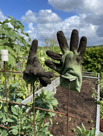 Två smutsiga trädgårdshandskar sitter på metallpinnar i en grönskande trädgård under blå himmel med moln.