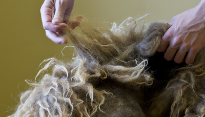 Två händer drar isär tovig ull från ett får mot en gul bakgrund.