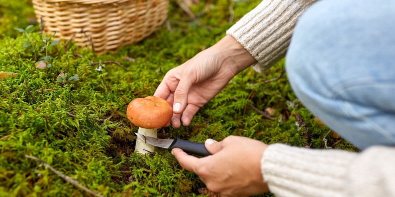 En person plockar en svamp i skogen med en kniv, en korg med svamp syns i bakgrunden.