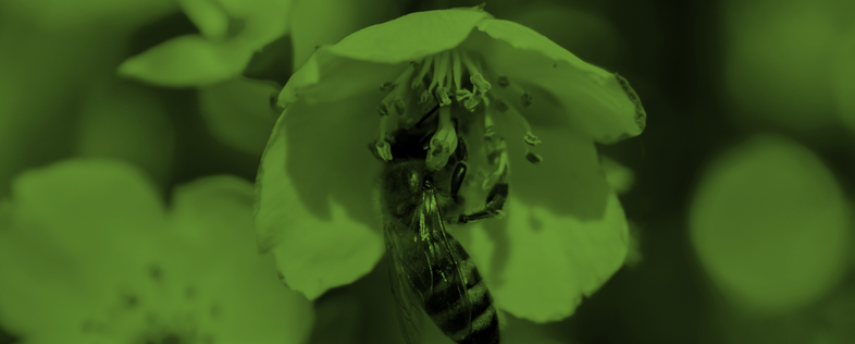 En bi sitter på en blomma och samlar nektar, bilden har ett grönt färgfilter.