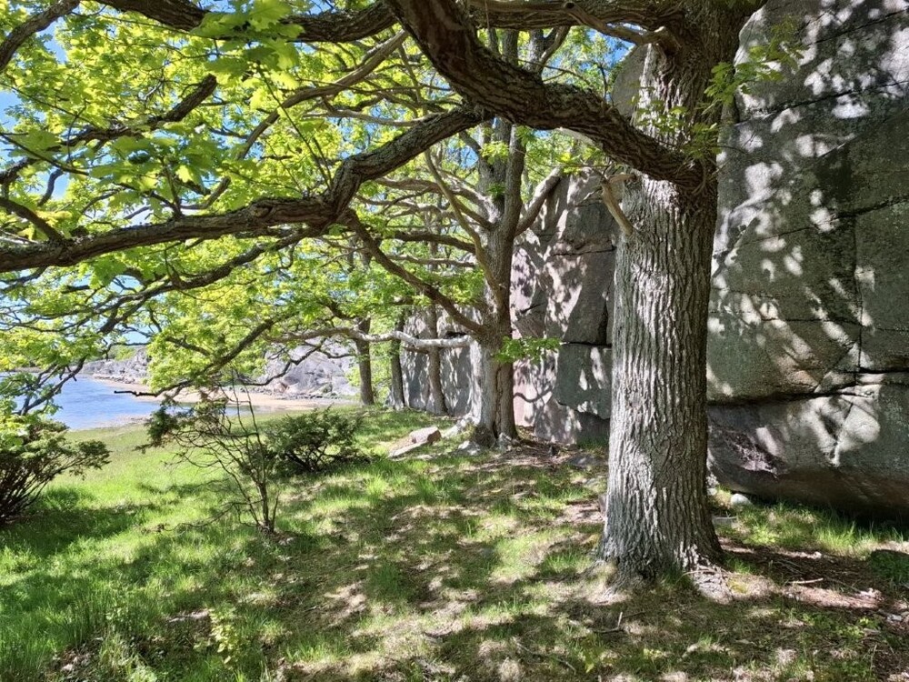 Solbelyst ek vid en klippvägg nära en sjö, med gräs och buskar i förgrunden.