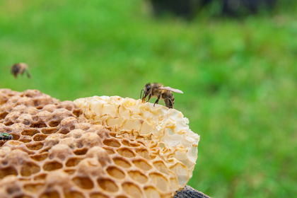 Ett bi sitter på en bit vaxkaka utomhus med grön bakgrund.