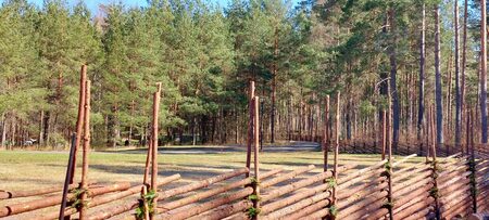 En trästaket av stockar står på en äng vid kanten av en tallskog under en klarblå himmel.