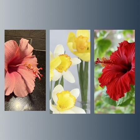 Tre blommor: rosa hibiskus, gula och vita påskliljor, röd hibiskus mot grön bakgrund.