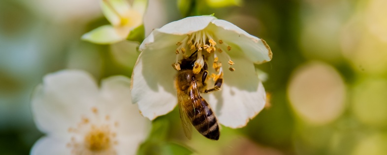 Ett bi samlar nektar från en vit blomma i närbild, med suddig grön bakgrund.