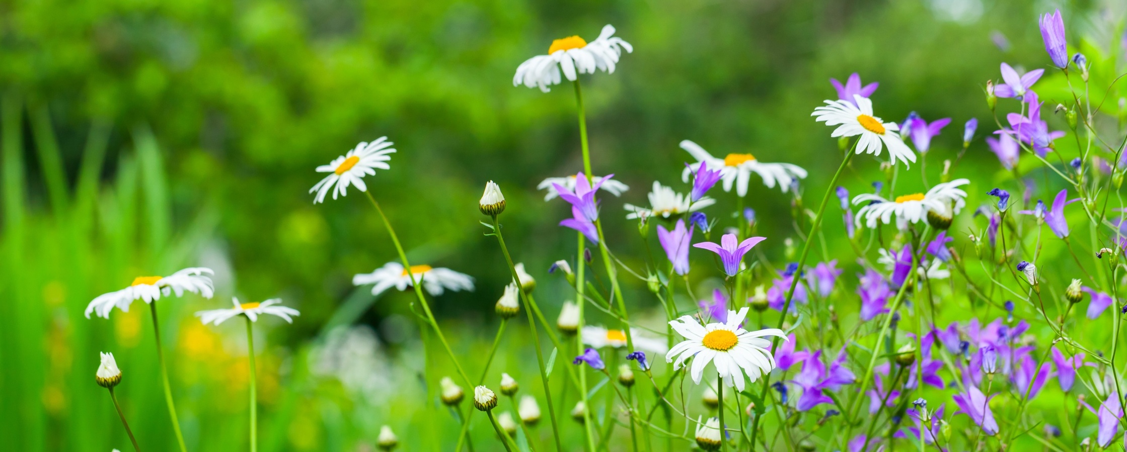 Närbild av en sommaräng med prästkragar och lila blommor mot en grön, suddig bakgrund.