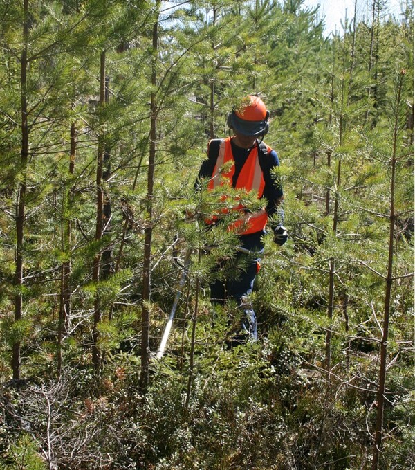 En person arbetar med en röjsåg i ett buskage.