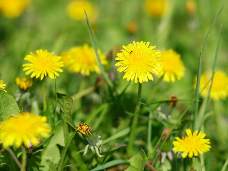 Närbild av gula maskrosor som blommar på en grön äng i solsken.