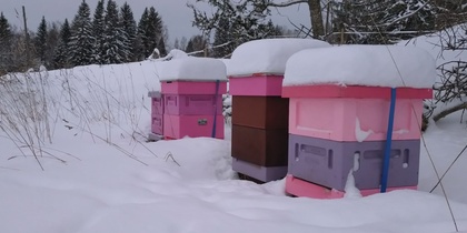 Tre färgglada bikupor täckta av snö står i ett vinterlandskap med träd i bakgrunden.