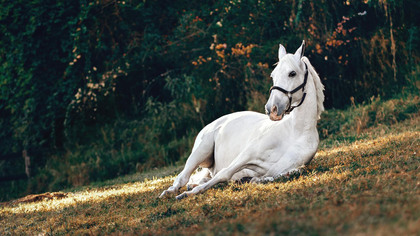 En vit häst ligger ner på en gräsmatta med skog i bakgrunden.