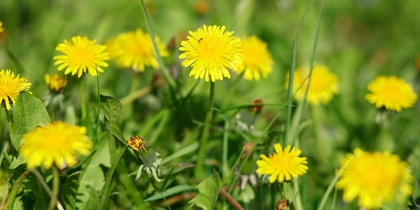 Närbild av gula maskrosor som blommar på en grön äng i solsken.