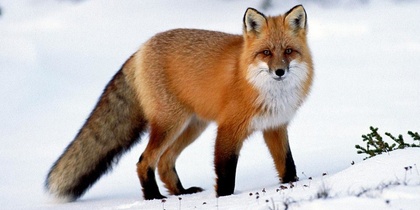 En röd räv står på snötäckt mark med skog i bakgrunden.