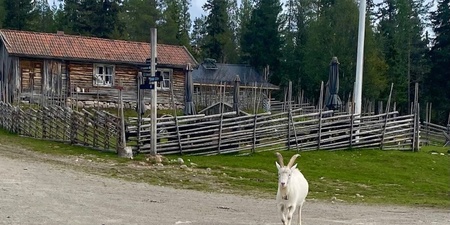 Två getter går på en grusväg framför en gammal träbyggnad och ett staket, omgiven av tallskog.