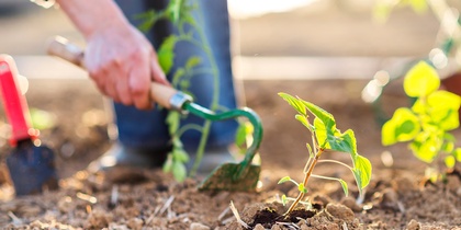 En person planterar små plantor i jord med en liten trädgårdsspade utomhus.