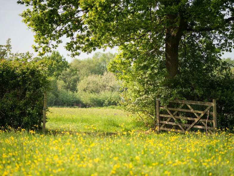 En lummig hage med en öppen trägrind mot en annan hage.