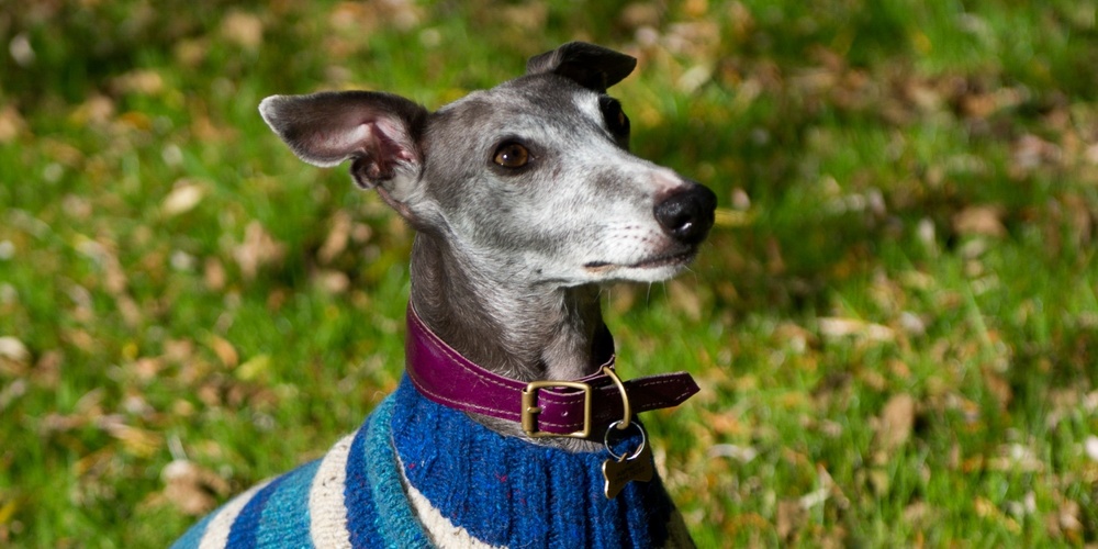En grå vinthund med blåvit randig tröja sitter på gräset utomhus.