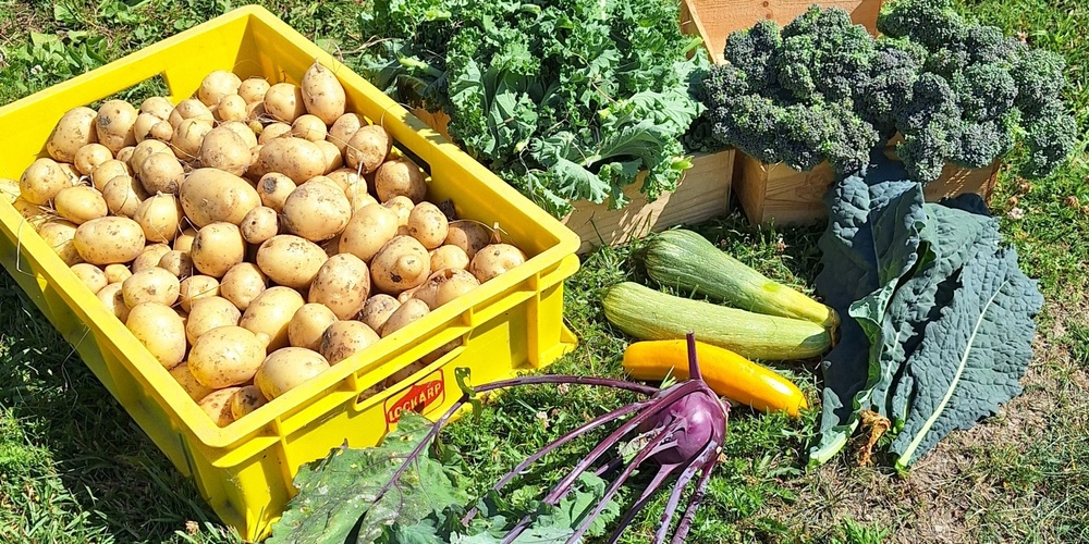 Färska grönsaker och potatis ligger på gräset, inklusive broccoli, kål, zucchini och kålrot.
