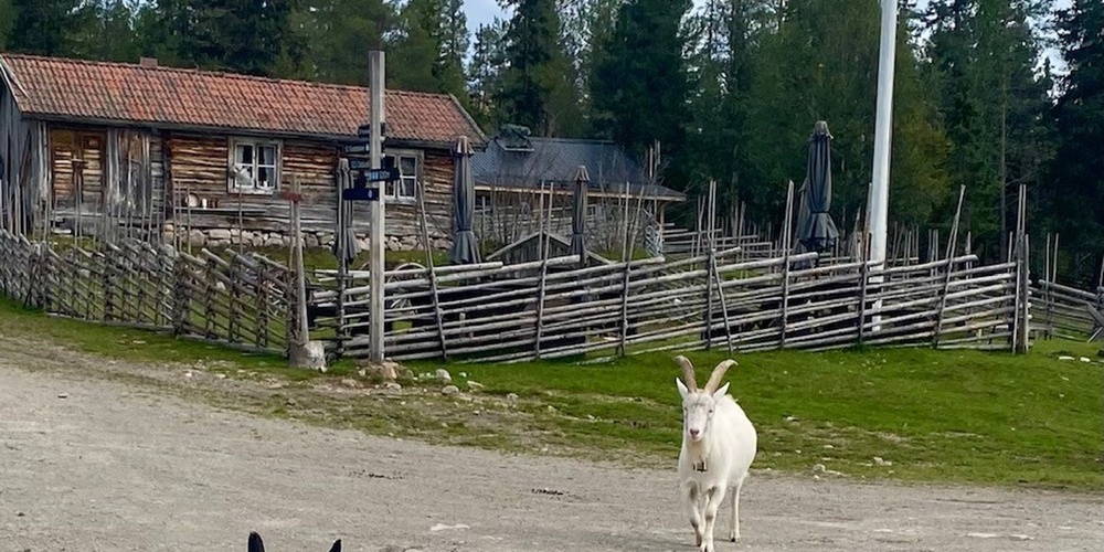 Två getter går på en grusväg framför en gammal träbyggnad och ett staket, omgiven av tallskog.