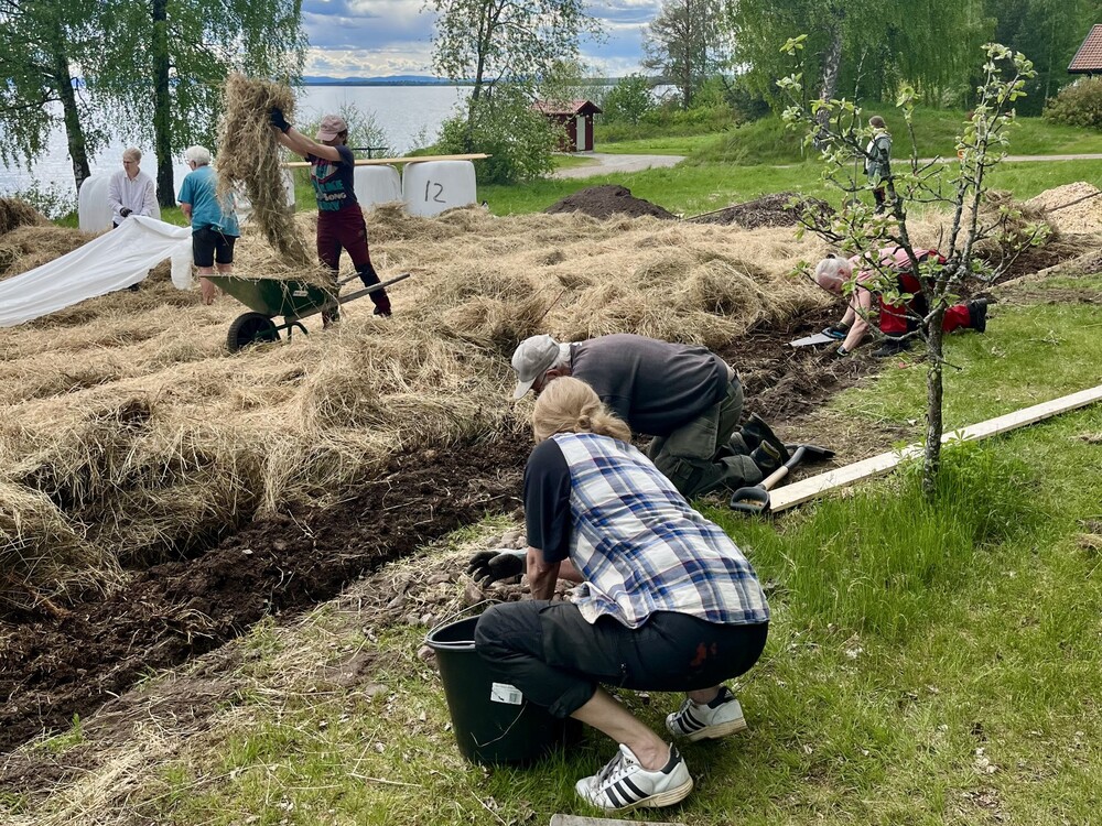 Flera personer arbetar tillsammans i en trädgård, lägger ut halm och planterar nära en sjö.