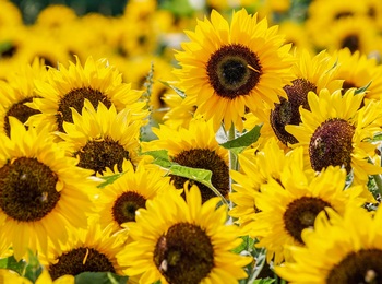 En närbild av ett fält fullt av blommande solrosor med gula kronblad och mörka mittpartier.