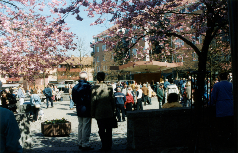 Människor samlade på ett torg under blommande körsbärsträd en solig dag.