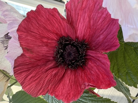 Närbild av en stor, röd vallmoblomma med mörkt centrum och gröna blad i bakgrunden.