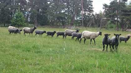 En flock får, både svarta och vita, betar på en grön äng med träd i bakgrunden.
