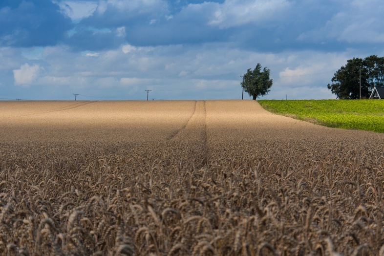 Ett stort vetefält under en blå himmel med moln, träd och ett hus i bakgrunden.