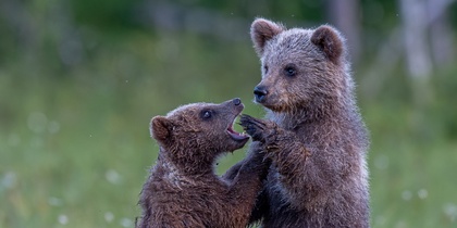 Två björnungar leker tillsammans på en grön äng med suddig skog i bakgrunden.