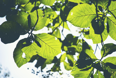 Stora gröna blad fotograferade underifrån med solljus som lyser igenom dem.